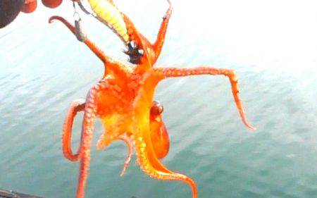 焼津　小川にて、ダイソーエギ投げたらタコが…